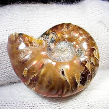 Amazon.co.jp: 天然石 アンモナイト アンモライト 化石 金 占い